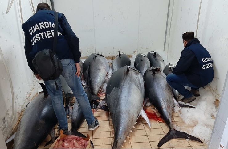 Il tonno rosso sequestrato dalla Guardia Costiera