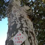alberi-platani-via libertà