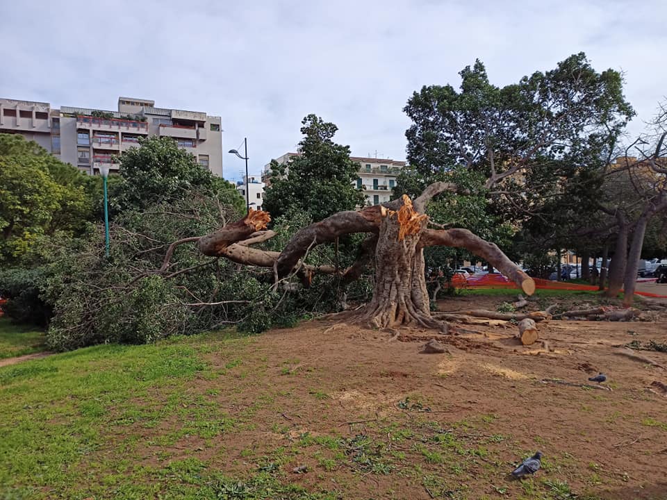 albero caduto a Villa Sperlinga