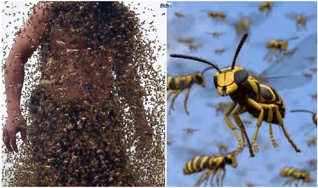 attacco sciame di vespe, insetti,