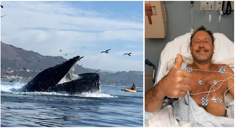 balena mangia pescatore - whale