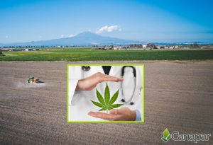 canapar sicilia cannabis terapeutica