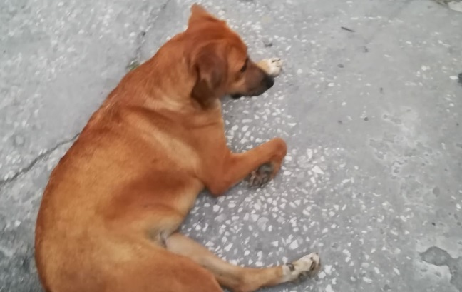 cane ucciso a Sciacca