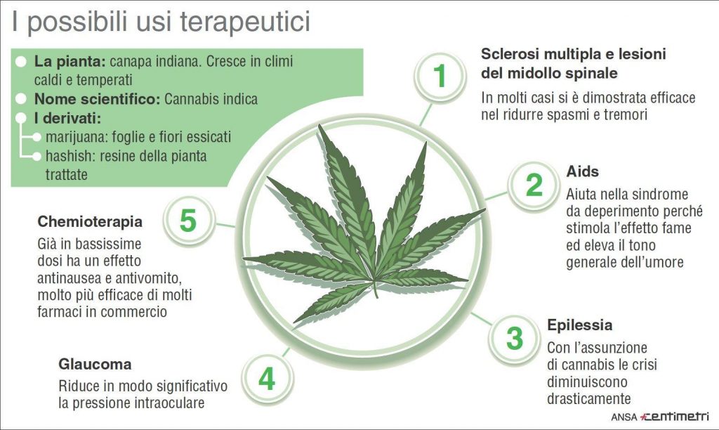 cannabis terapeutica