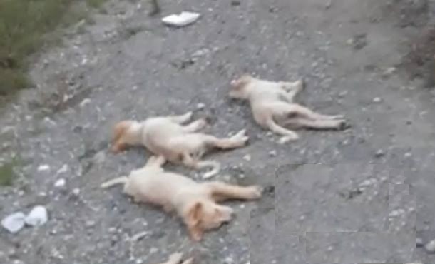 cuccioli cane morti avvelenati uccisi