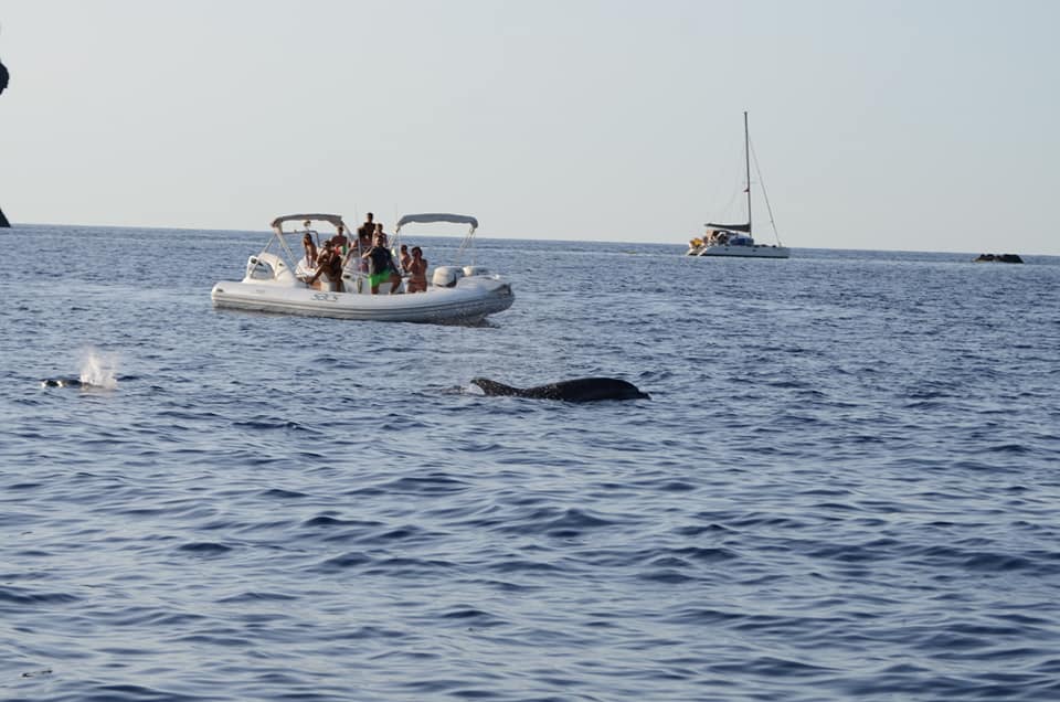 delfini a filicudi
