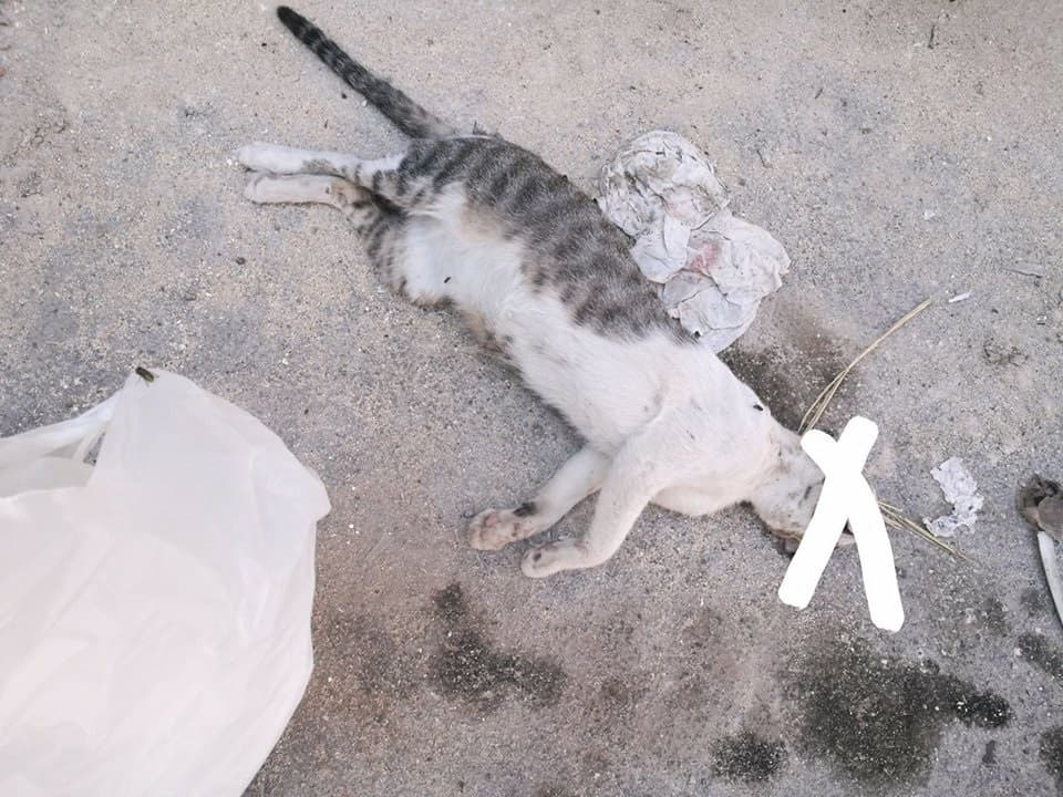 gatto ucciso