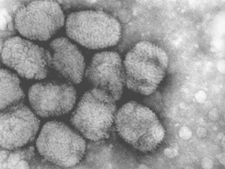 Il virus del vaiolo dentro una cellula infetta