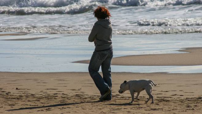 Cani a passeggio in spiaggia, coronavirus