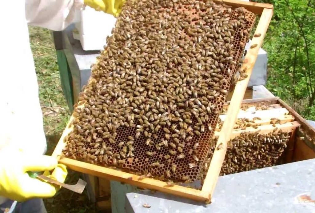 apicoltura