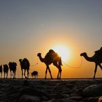 Donnavventura deserto cammelli
