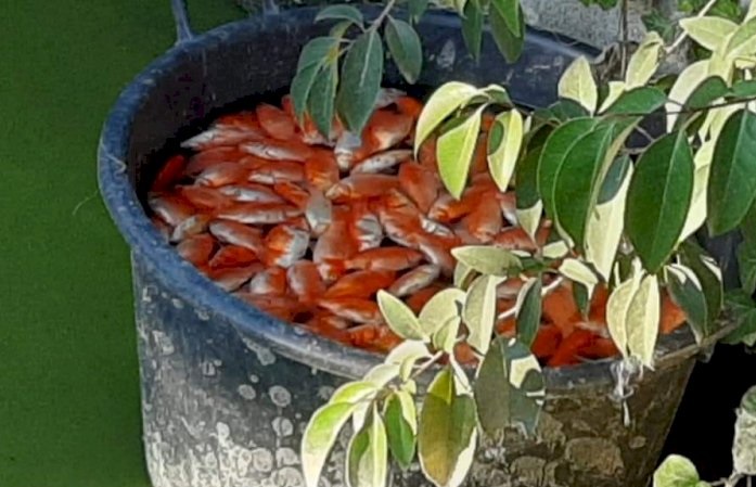 pesci rossi morti a villa sperlinga