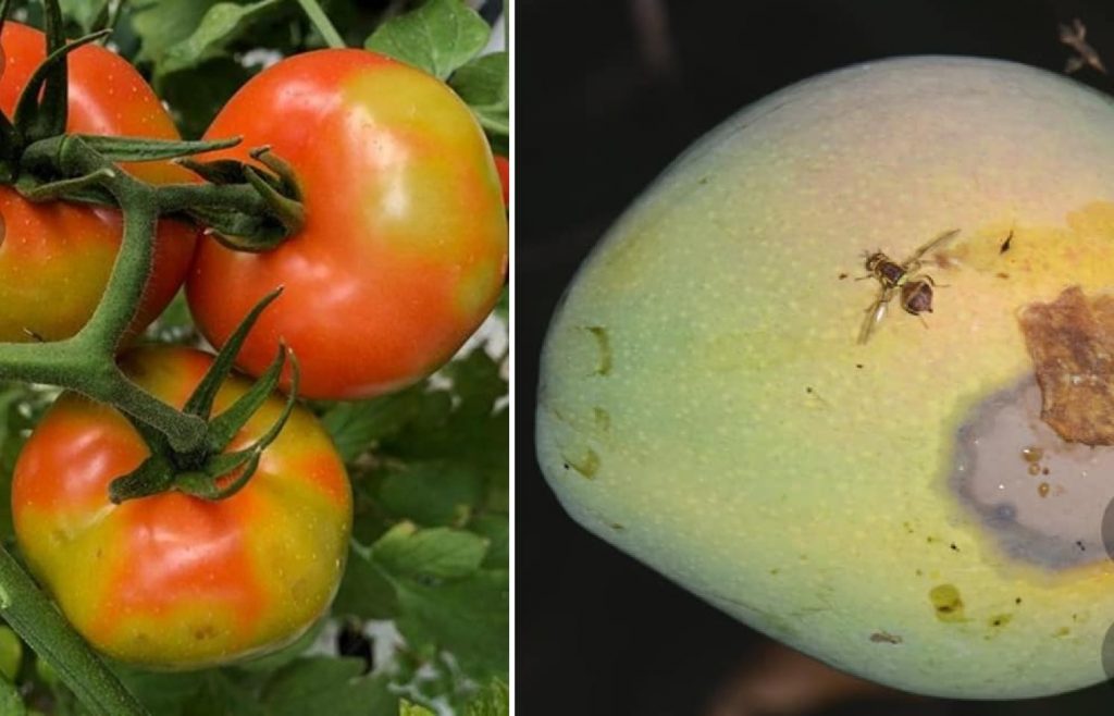 pomodori infettati virus mosca