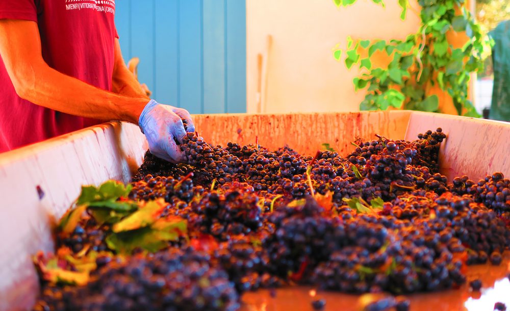 uva vino vendemmia