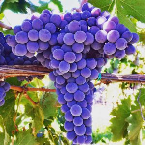 uva vino vendemmia