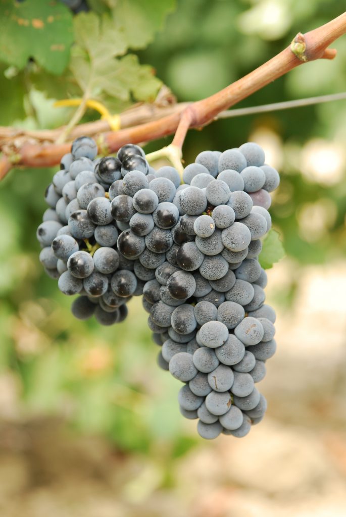 uva, vite, vino