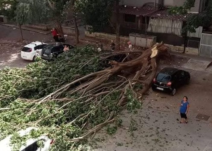 Albero caduto in via Cartagine, Palermo, Borgo Nuovo