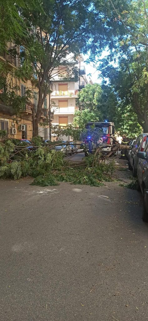 Via Filippo Corazza, albero crolla al suolo