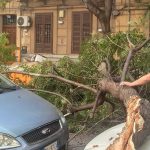 Via Filippo Corazza, albero crolla al suolo