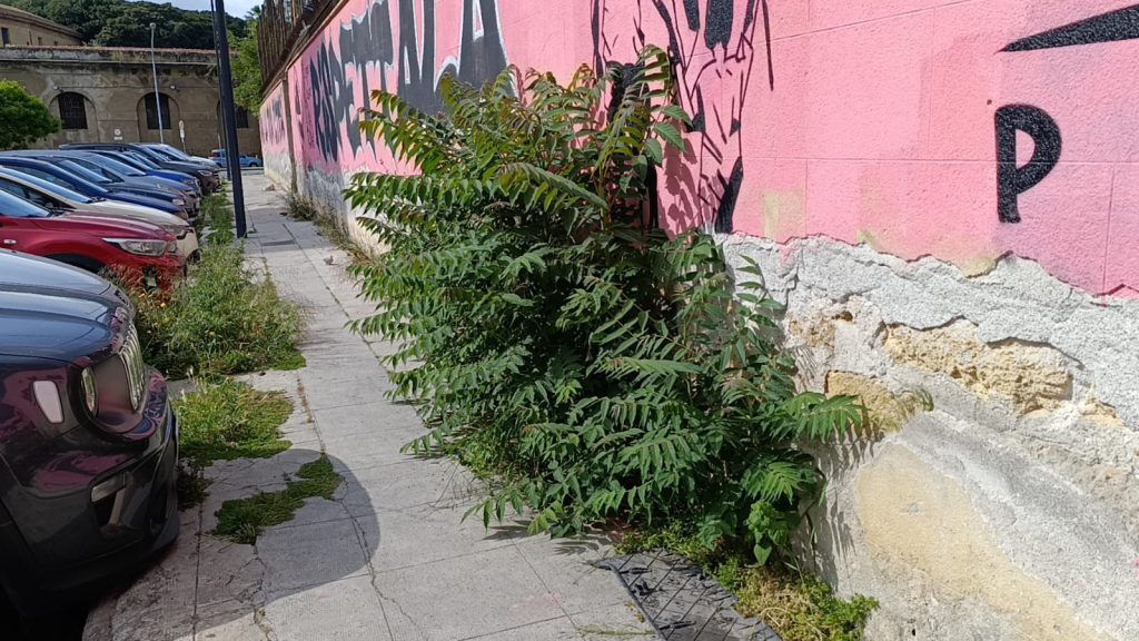 Diserbi a Palermo, via Pier delle Vigne