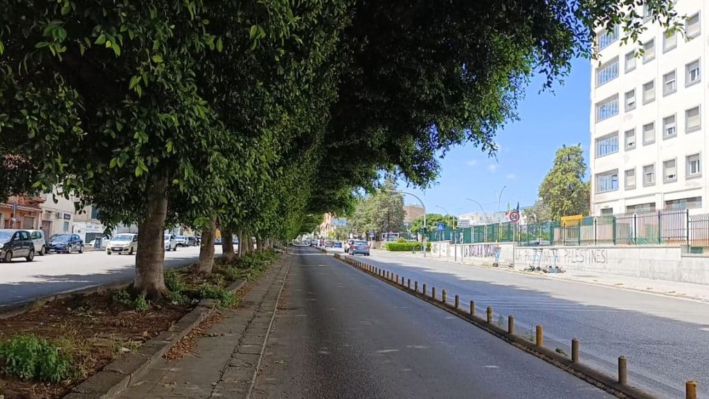 Alberi a rischio per il tram, via Ernesto Basile, Palermo