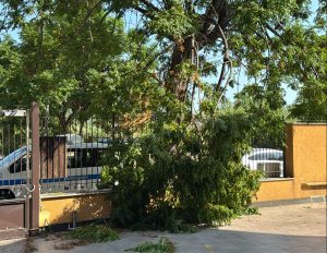 Fusto al suolo in via Massimiliano Kolbe, II Circoscrizione