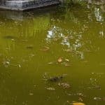 Degrado al Giardino Inglese 1