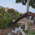 Via Kolbe, albero caduto, maltempo Palermo,