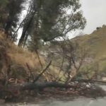 Boccadifalco, SP57, albero caduto, maltempo Palermo