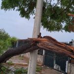 Via Kolbe, albero caduto, maltempo Palermo,
