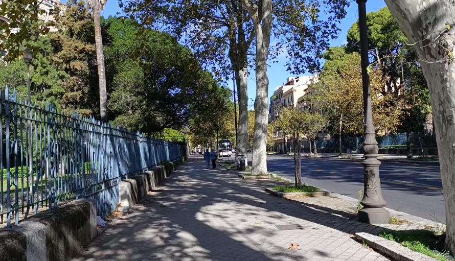 Alberi via Libertà, Palermo