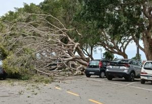 Albero caduto a Termini Imerese