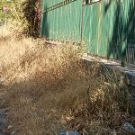 Mancati diserbi al Villaggio Santa Rosalia, Palermo