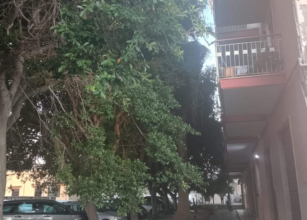 alberi non potati via francesco panzera brancaccio palermo